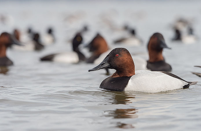 Recent large rafts of canvasbacks a feast for birders’ eyes, not gourmets’ tables